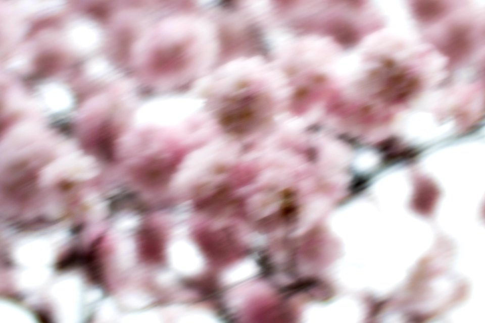 CherryBlossomDC2019-54.jpg