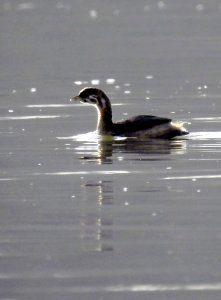 Pied-billed Grebe