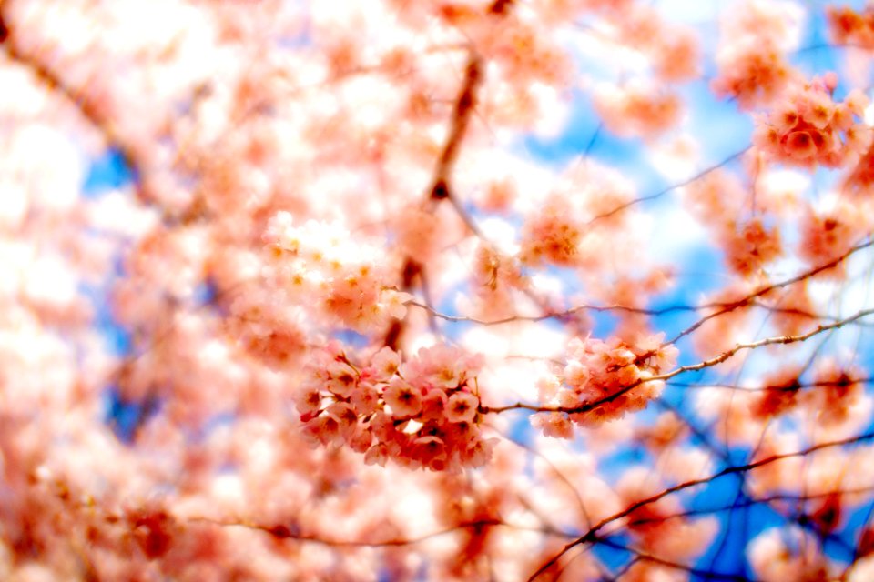 CherryBlossomDC2019-538.jpg