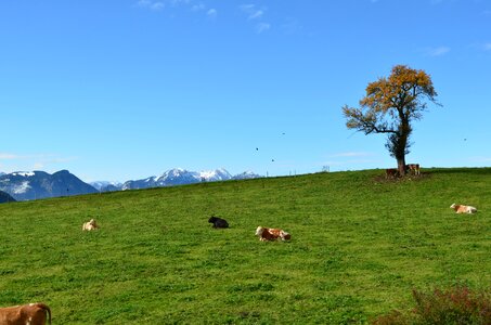 Pasture cows mood photo