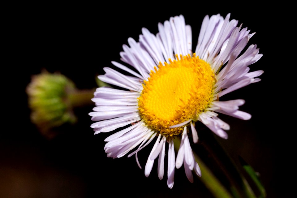 Erigeron arizonicus