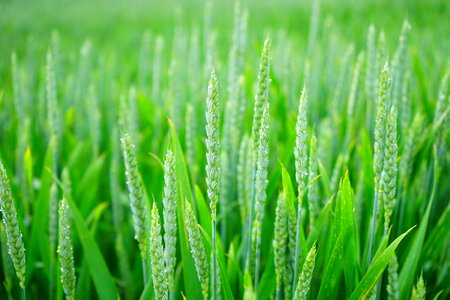 Cornfield spike cereals