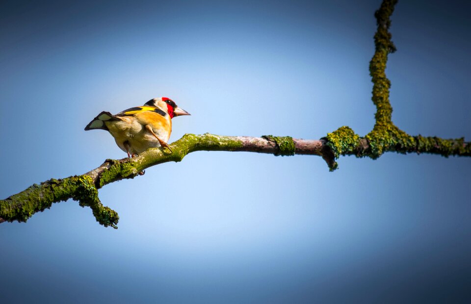 Summer nature animal