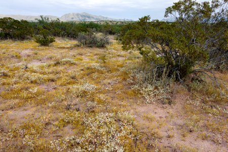 East side of the Rio Grande near Berino