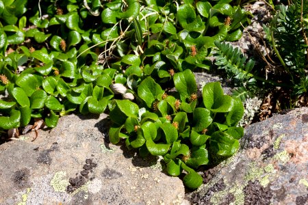 Salix reticulata