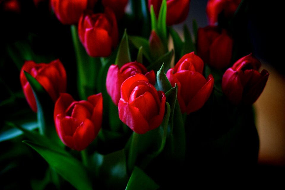Bouquet spring plant