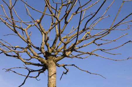Aesthetic crown without leaves