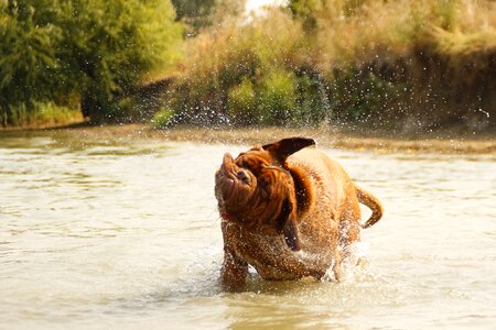 Dogue water muddy
