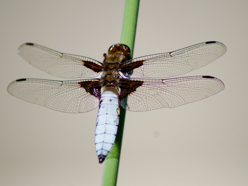 Insect dragonfly macro
