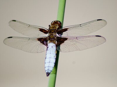 Insect dragonfly macro