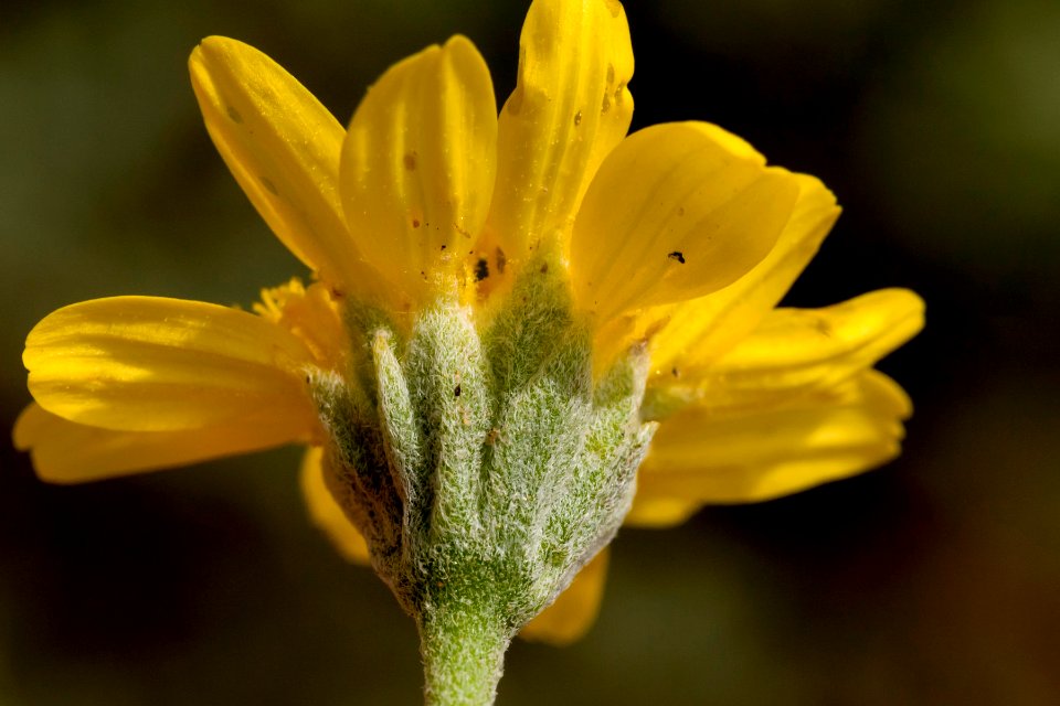 Bahia absinthifolia