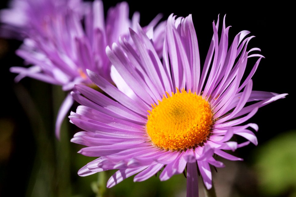 Erigeron glacialis