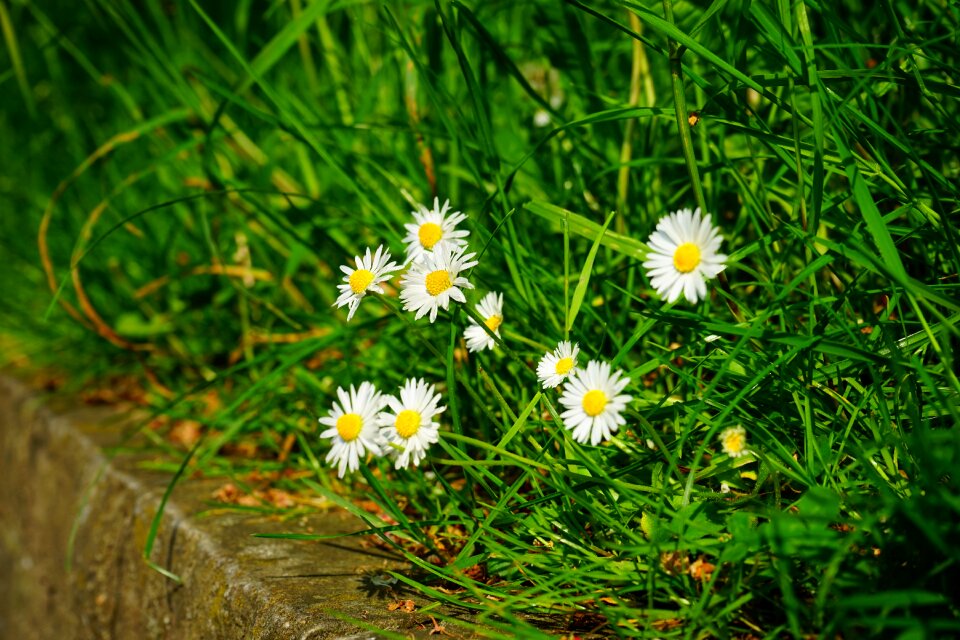 Spring wild plant nature