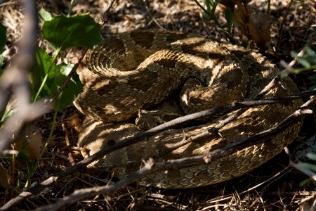 Crotalus viridis