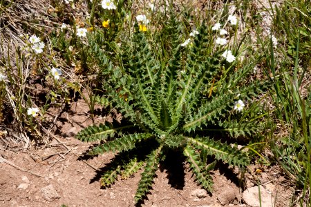 Cirsium eatonii var. eriocephalum