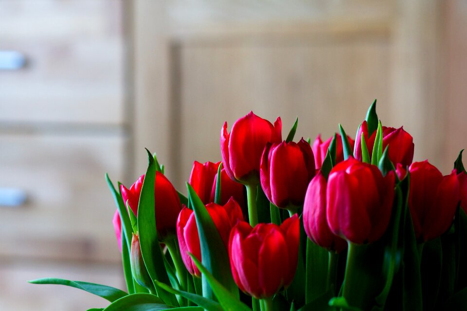 Spring nature blossom