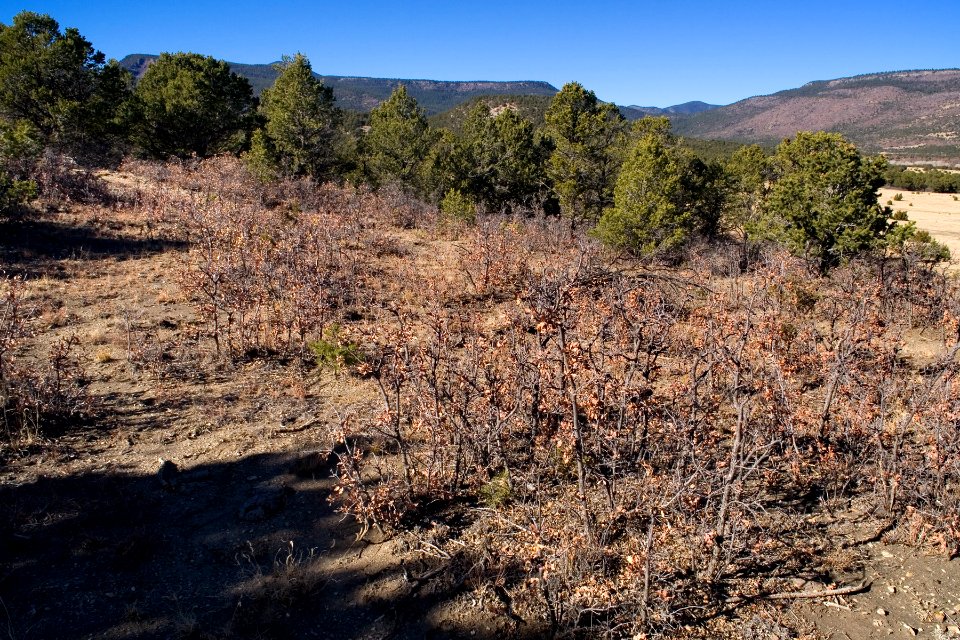 Between Angel Fire and Springer