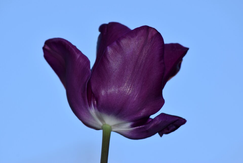 Flower beauty spring