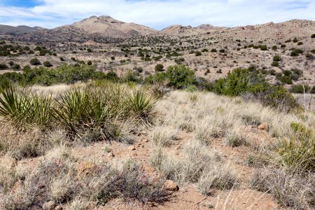 Near Guadalupe Canyon