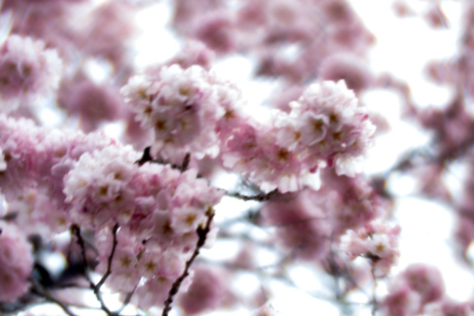 CherryBlossomDC2019-62.jpg
