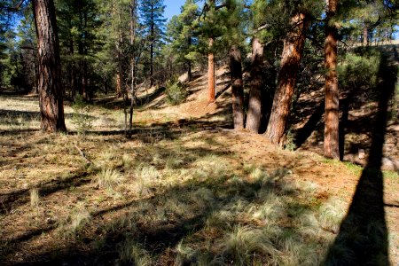Quaking Aspen Campground