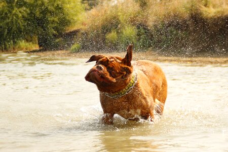 Dogue water muddy