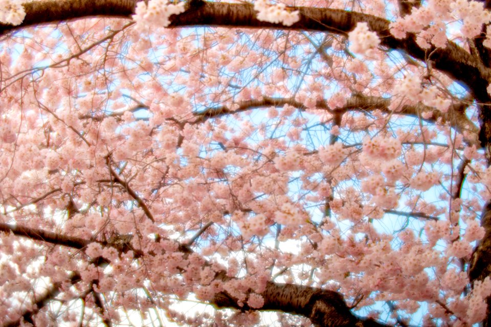 CherryBlossomDC2019-540.jpg