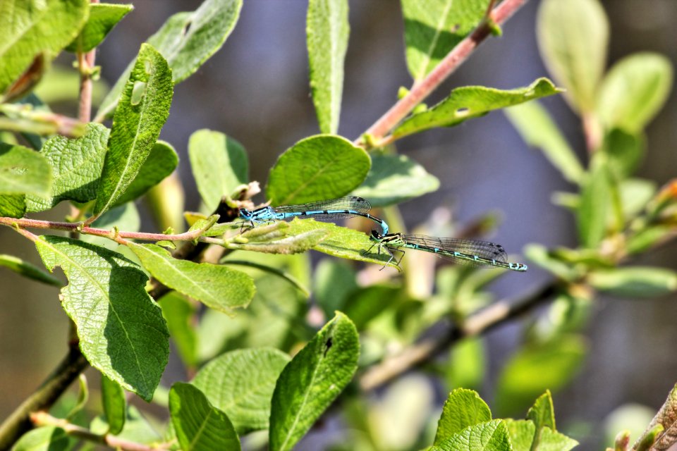 Reproduction libellules