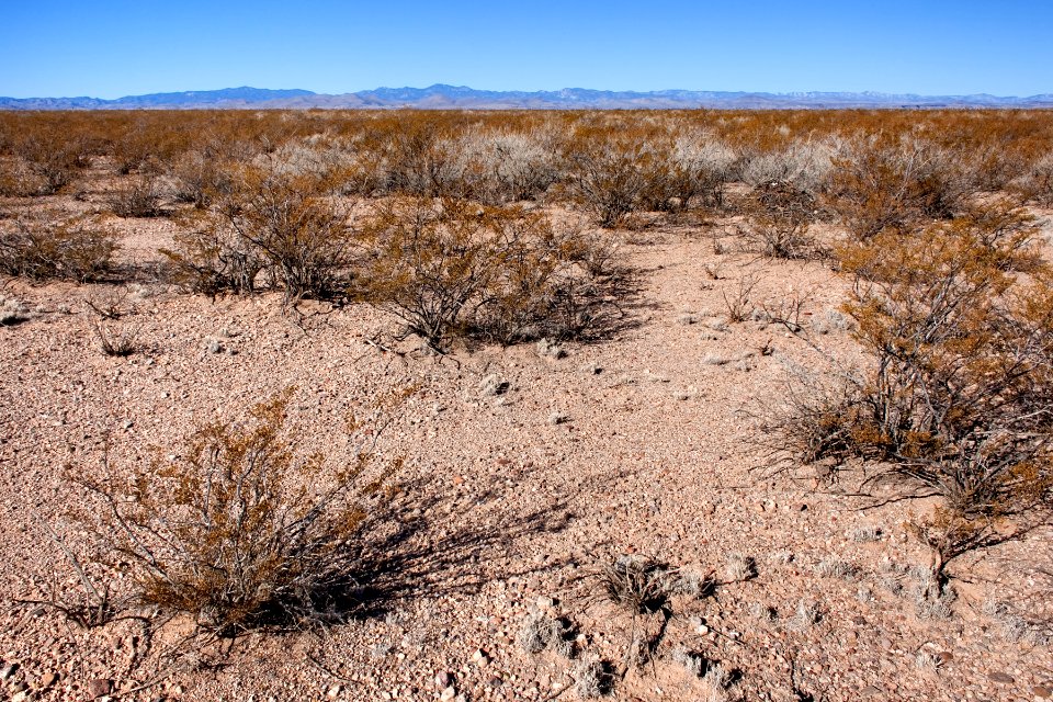 On the mesa between Seco Creek and Las Animas Creek