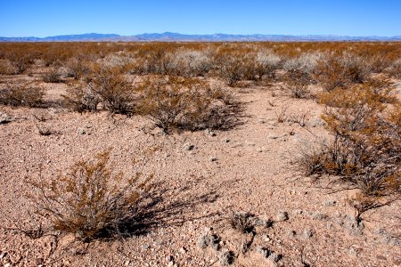 On the mesa between Seco Creek and Las Animas Creek