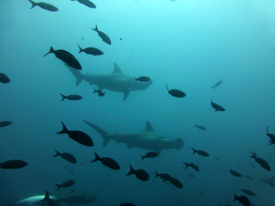 Diving scuba diving darwin island