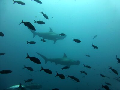 Diving scuba diving darwin island photo