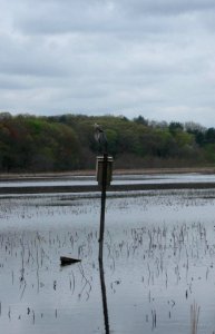 Great blue heron photo