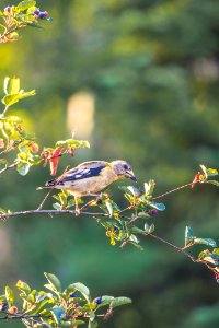 young evening grosbeak