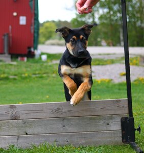 Dog puppy agility