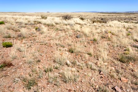 Near Mule Springs Creek