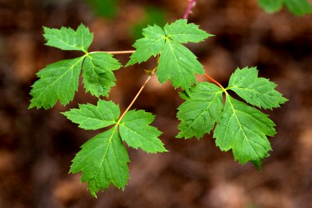 Acer glabrum var. neomexicanum