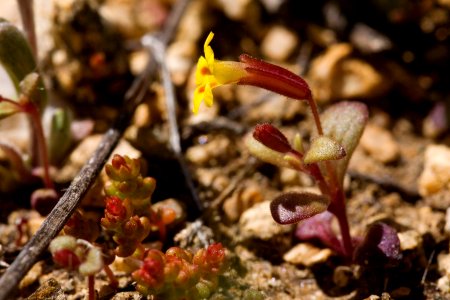 Mimulus rubellus