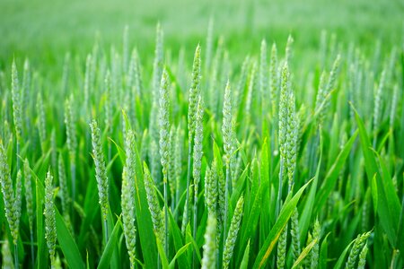 Cornfield spike cereals
