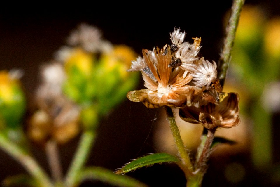 Galinsoga parviflora var. semicalva