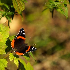 Red Admiral photo