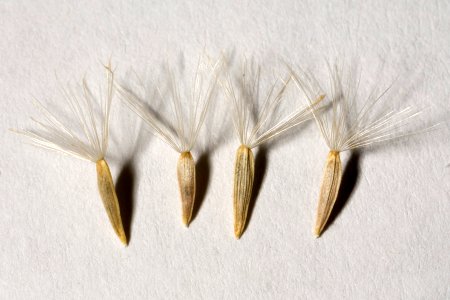 Dieteria asteroides