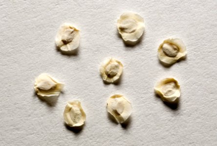 Mentzelia humilis var. humilis