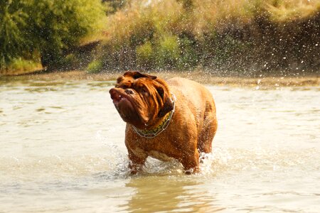 Dogue water muddy