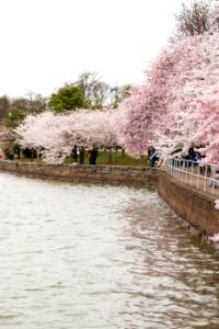 CherryBlossomDC2019-18.jpg