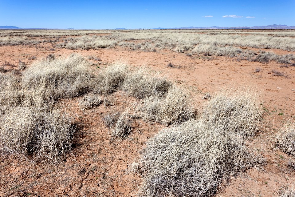 East of the Mimbres River