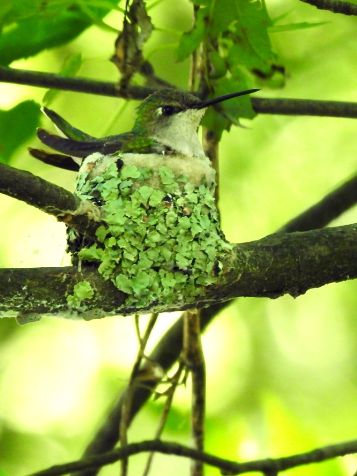 Ruby-throated Hummingbird on Nest