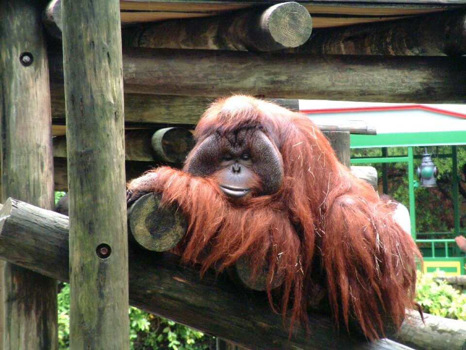 Nature wildlife primate