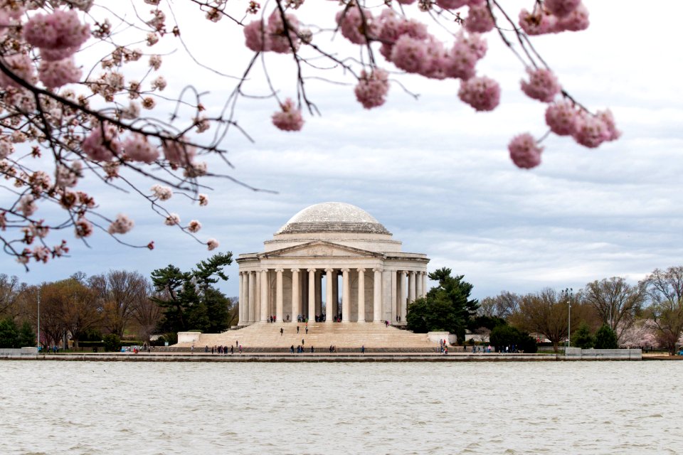 CherryBlossomDC2019-9.jpg