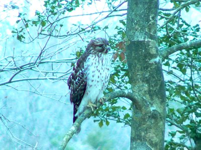 Red-Shouldered Hawk photo